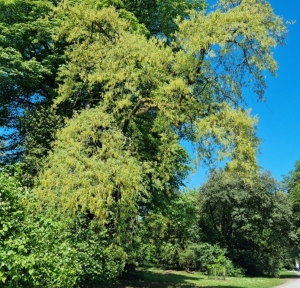 Pyrenean oak 